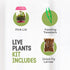 Store 4.5" Venus Fly Trap Live Plant with Pink Terrarium + Carnivorous Plants Food Bundle with Feeding Tweezers