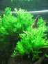 2 1 Marcus Fish Tanks Java Fern Windelov Microsorum pteropus Lace Java Fern Live Aquarium Plants for Aquatic Freshwater