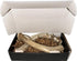The Antler Box Premium Deer Antler Dog Chews (1 lb Bulk Pack) - X-Large (2 Antlers)
