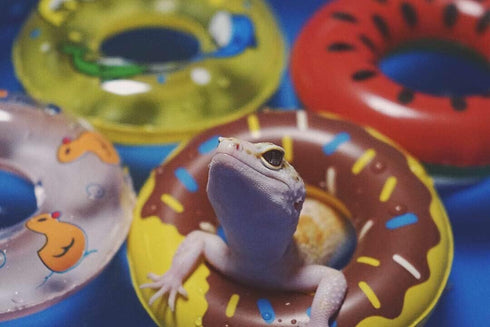 3.74 Inch Lizard Bath Collar Ring, Swimming Rings for Bearded Dragon, Leopard Gecko, Amphibians Cage Accessories