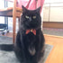 PetSoKoo Bunny Ears Cat Collar with Japan Lucky ‘???’ Charm, Red Safety Breakaway Bowtie Kitten Collar with Bell