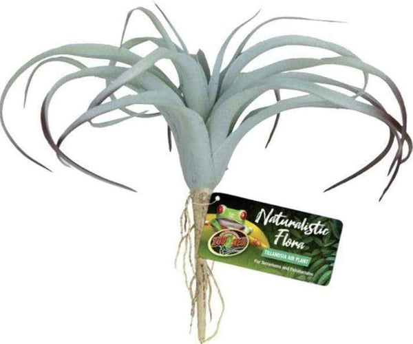Zoo Med Naturalistic Flora, Tillandsia Air Plant