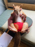WCDJOMOP (3.9" 6.3"), 3 Reusable Washable Squirrel Diapers, Highly Absorbent with Strong & Flexible Pants No Leak
