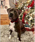 Unique Style Paws Cotton Dog Collar with Bow, Black Red Plaid for Small Medium Large Boys Girls