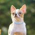 Beirui Bling Rhinestone Dog Collar, Cute Bedazzled PU Leather Collar with Sparkling Crystals for Small Medium Dogs