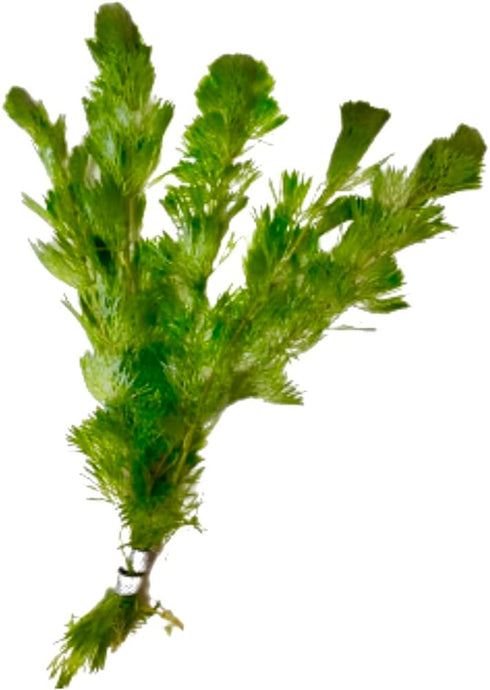 3X Marcus Fish Tanks - Green Cabomba Caroliniana Live Aquarium Plants for Aquatic Freshwater Fish Tank