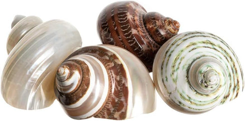 Hermit Crab Shells | Turbo Shells | 4 Assorted Turbo Shells 2-2.5"