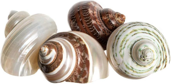 Hermit Crab Shells | Turbo Shells | 4 Assorted Turbo Shells 2-2.5"