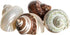 Hermit Crab Shells | Turbo Shells | 4 Assorted Turbo Shells 2-2.5"