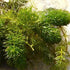 2 1 Marcus Fish Tanks Hornwort Ceratophyllum Live Aquarium Plant Planted Tank Beginner - Buy G F