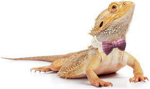 Lizard Bearded Dragons Stretchy Bowtie - Handmade Pink White Plaid Collar with Elastic Lace Decor for Reptiles