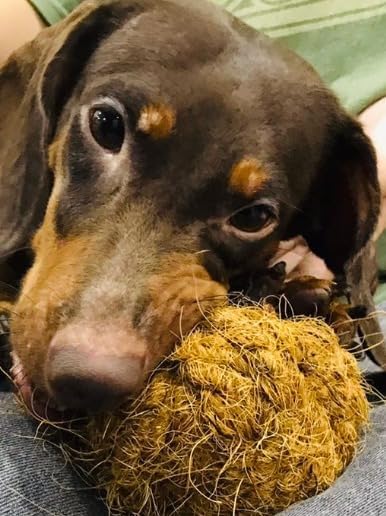 Nutties Coconut Husk Fiber Ball Toy and Magic Toothbrush for Dogs - Large Size (2 Sizes)