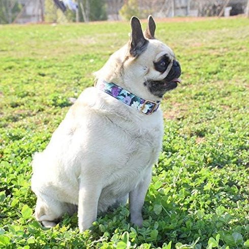 Durable Adjustable Metal Buckle Dog Collar, Soft for Small Medium Large Dogs