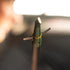Swhacker SWH00207 #207 Broadheads, 2 Inch Cut, Set of 3-100 Grain, Green
