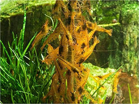 4in1 Power Shrimp Food - Shrimp Lollies