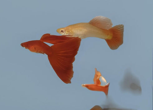 Generic 1 Albino +2 Trio Full Red High Dorsal Fin Big Tail Live Guppy Fish VIP Grade A, Free Yellow Back Shrimp