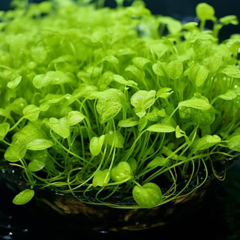 1/3/5 (5) Potted Monte Carlo (Micranthemum Tweediei) Freshwater Plants by Shore Aquatic - Perfect for Aquarium Ground