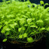 1/3/5 (3) Potted Monte Carlo (Micranthemum Tweediei) Freshwater Plants by Shore Aquatic - Perfect for Aquarium Ground