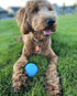 Chew King Dog Fetch Balls, 4 Inch Natural Rubber Toy, All Breed Sizes, Count 2 (Pack of 2) - CM-10031-CS01