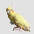 Generic Count, 6) Bird Diapers for Parrot, Cockatiels Conure Monk Parakeets Pigeon, Reusable Parrot Nappy, Bird Clothes