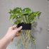 lasenersm 1 Piece Aquarium Plant Hanger Hanging Aquarium Plant Holder Aquarium Emerging Plant Holder Aquarium Hanging