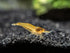 8+ 1/4 1/2 inch 8 Count (Pack 1) Orange Sunkist Neocaridina Freshwater Aquarium Shrimps to Long Live Arrival