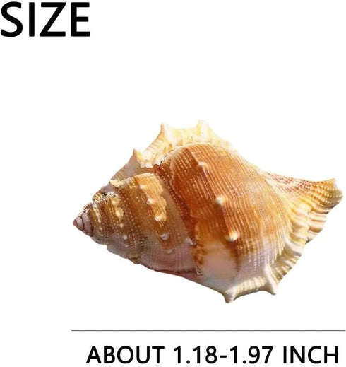 luchike 1.18" 1.97" Hermit Crab Shells Yellow Small Sea Conch Size - Seashells Accessories Decorations for Hermit Crab