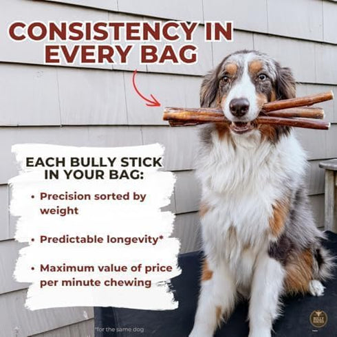 12 Inch 100% (5 Bully Bunches Premium Jumbo Odor-Free Bully Sticks for Medium & Large Dogs - Consistently Sized, Long