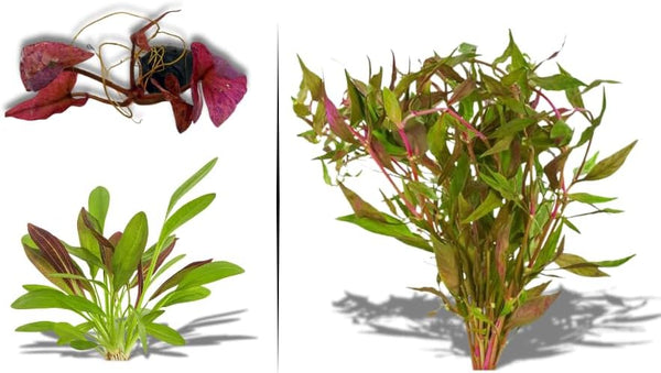Live Aquarium Plants - Red Flame Sword, Alternanthera Reineckii & Red Tiger