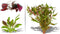 Live Aquarium Plants - Red Flame Sword, Alternanthera Reineckii & Red Tiger