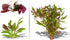 Live Aquarium Plants - Red Flame Sword, Alternanthera Reineckii & Red Tiger