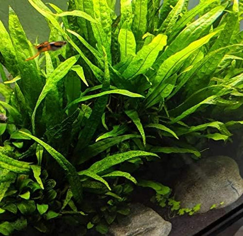 20+ Live Java Fern Plant - Leaves for Aquatic Decor