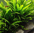20+ Live Java Fern Plant - Leaves for Aquatic Decor