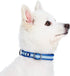 Blueberry Pet Essentials Pack of 2 Reflective Back to Basics Adjustable Dog Collars, Navy Blue, Large, Neck 18"-26"