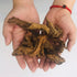 Set of 4 Small Natural Driftwood 4-6'' for Aquarium Styling, Reptile Tank Decor (Pack of 4)
