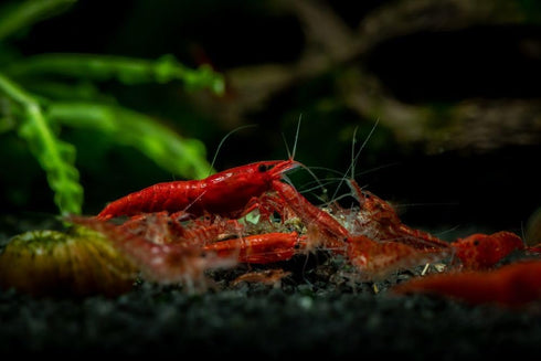 15+ Oasis Fire Red Neocaridina Shrimp - Premium Freshwater Aquarium Pets