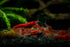 Generic 10+ High Grade Fire Red Cherry Shrimps Neocaridina Live Freshwater Shrimp Aquarium Inverts High-Grade Cherry