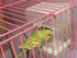 Hypeety Automatic Bird Feeder, No Mess Pet Feeder Seed Food Container for Budgerigar Canary Cockatiel Finch
