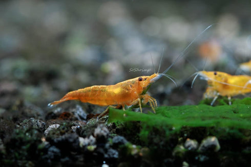 8+ 1/4 1/2 inch 8 Count (Pack 1) Orange Sunkist Neocaridina Freshwater Aquarium Shrimps to Long Live Arrival