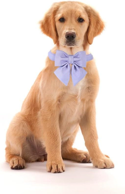 Maca Bates Dog Collar with Bow Tie for Dogs, Adjustable Breakaway Violet Collar Accessories for Small to XL Dogs