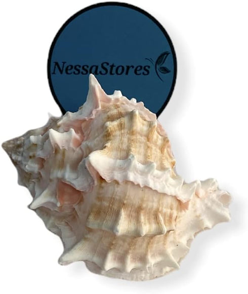 NessaStores - Pink Murex Phyllonotus erythrostomu Hermit Crab Sea Shell 4" -