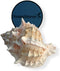 NessaStores - Pink Murex Phyllonotus erythrostomu Hermit Crab Sea Shell 4" -