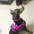 Creation Core Reflective Dog Collar, Breathable Mesh Soft Padded Adjustable Nylon Pet Collar 1" Wide, Pink XXL