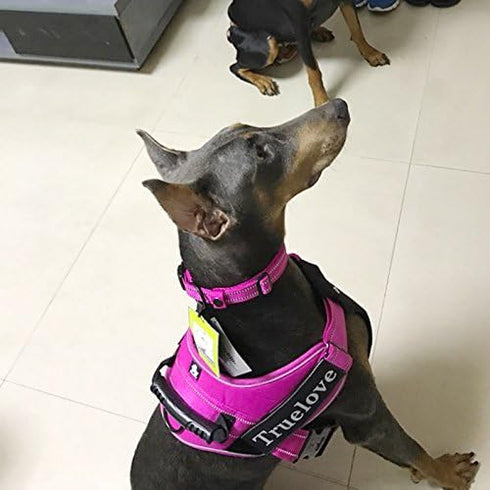 Reflective Dog Collar by Creation Core, Soft Padded Adjustable Nylon, 0.8" Wide, Pink S