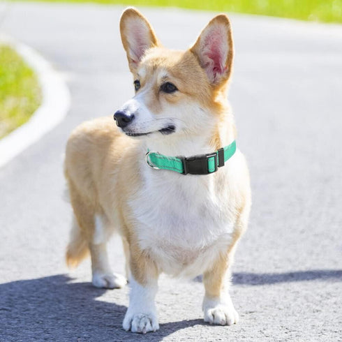 Taglory Reflective Adjustable Dog Collars for Small Medium Large Dogs, Thin Nylon Webbing, Quick Release Buckle (Teal