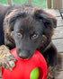 Large/8 Inches, Jolly Pets Teaser Ball Dog Toy, Red