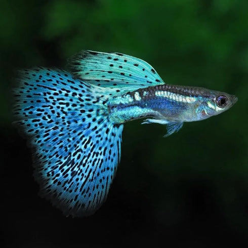 Generic 1 Trio Blue Grass Live Guppy Fish VIP Grade A, +2 Free