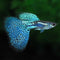 Generic 1 Trio Blue Grass Live Guppy Fish VIP Grade A, +2 Free