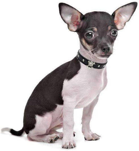 Cute Elegant Fancy Skull Diamond Crystal Rhinestone Dog Collar for Small Pets (Black, M)