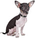 Cute Elegant Fancy Skull Diamond Crystal Rhinestone Dog Collar for Small Pets (Black, M)